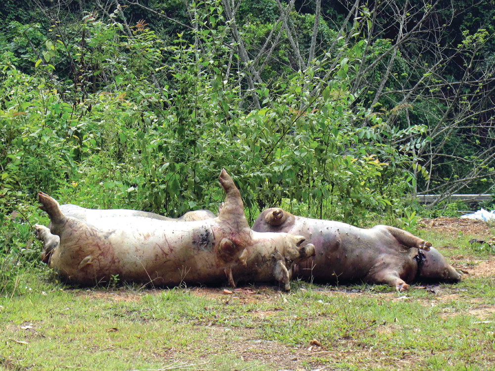Xác lợn chết được vứt dọc đường Quốc lộ 3 đoạn qua địa phận xã Ngũ Lão, H.Hòa An - Ảnh: Cao Bắc