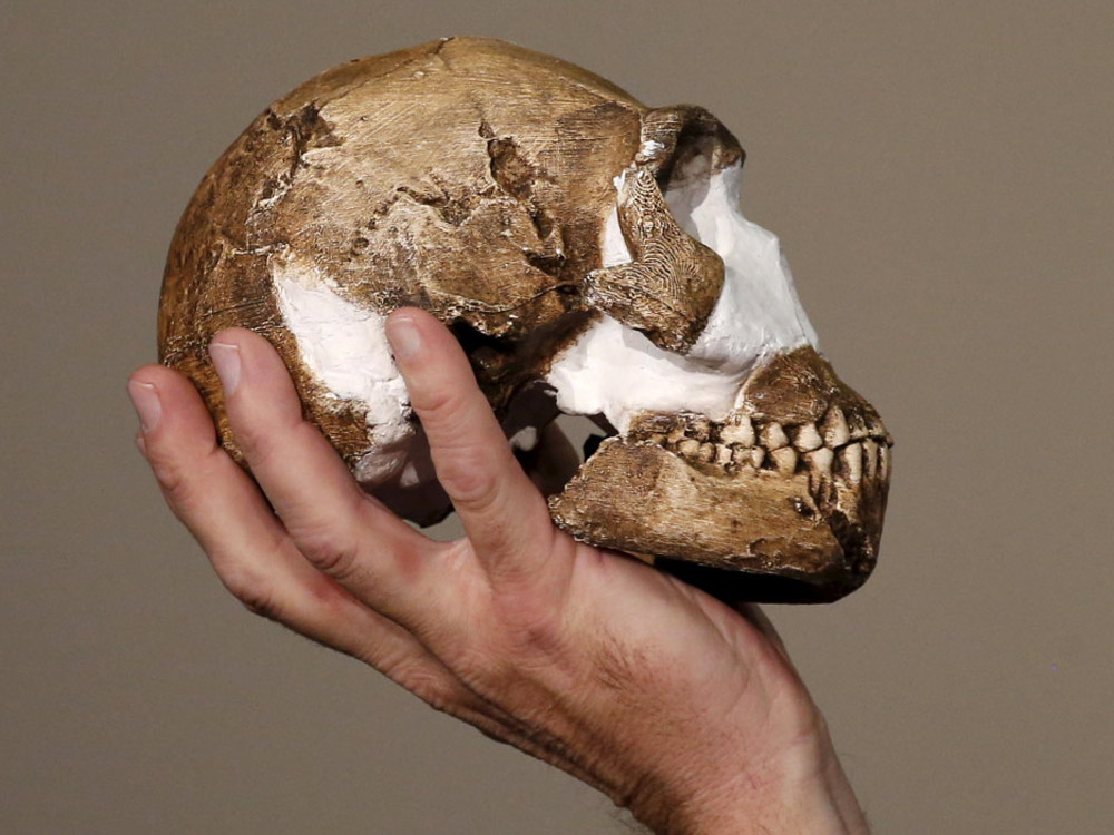 Khung sọ của loài người mới Homo naledi