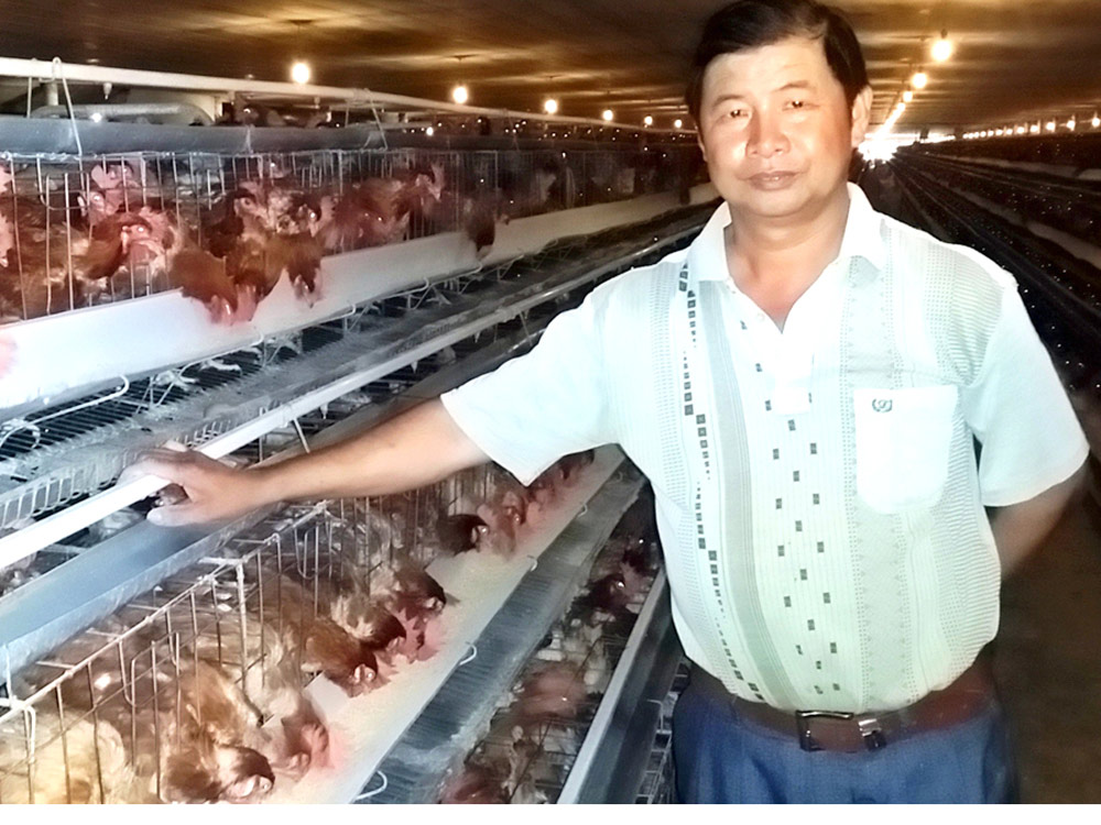 Ông Nguyễn Công Khanh chăm sóc đàn gà “bạc tỉ” của mình