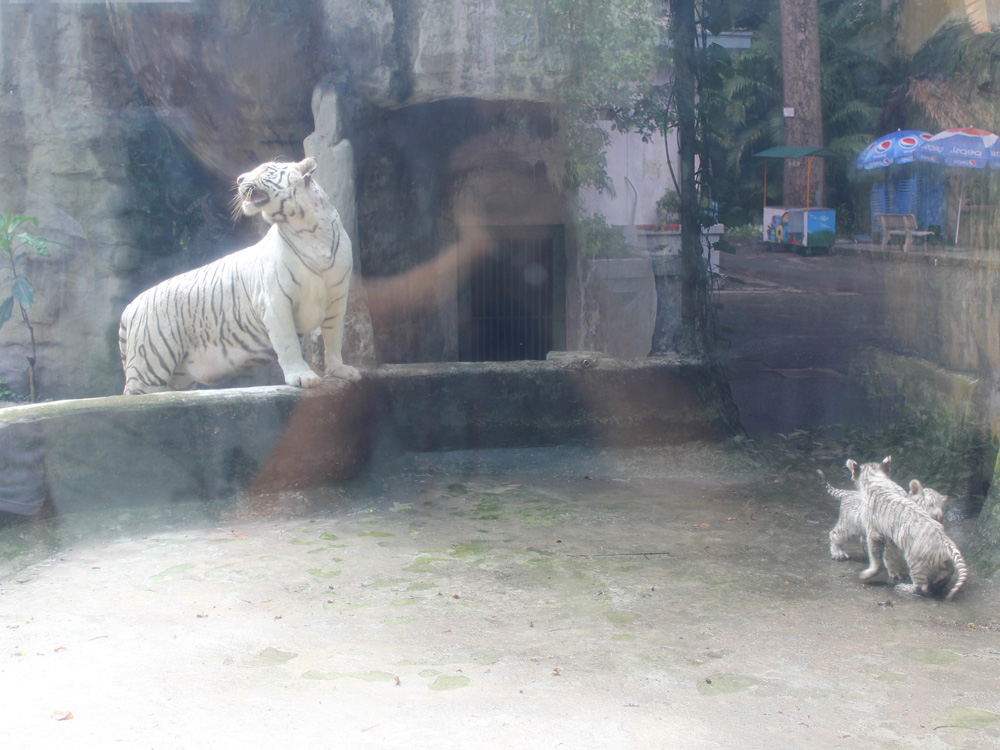 Hổ trắng mẹ và 2 chú hổ trắng con sống trong chuồng nuôi ở Thảo Cầm Viên Sài Gòn 