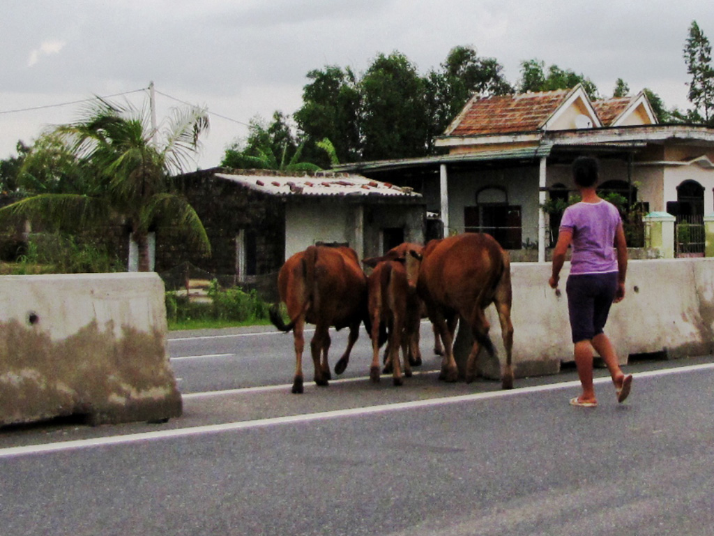 Người dân H.Quảng Trạch dắt bò qua các điểm tự mở 