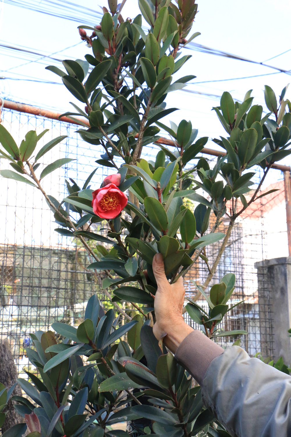 Cây Đa tử trà Hương có độ cao 3 m đang nở hoa đầu mùa