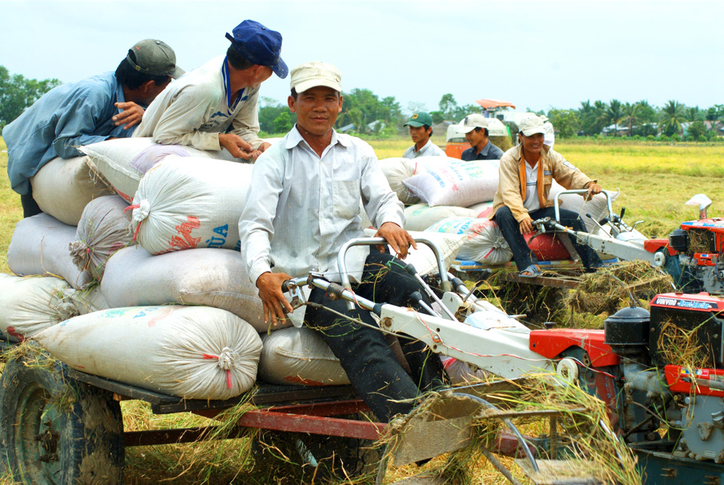 Thu hoạch lúa trên cánh đồng lớn ở H.Thới Lai (TP.Cần Thơ) - Ảnh: Công Hân