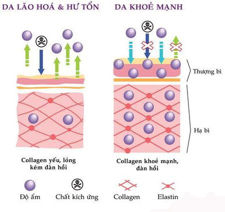 Sử dụng kem dưỡng da giàu collagen để bổ sung lượng collagen thiếu hụt