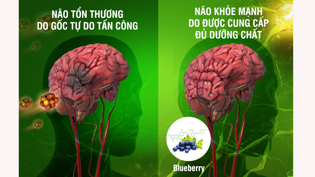 Tinh chất thiên nhiên từ Blueberry có trong OTiV giúp chống gốc tự do, chăm sóc não và cải thiện mất ngủ