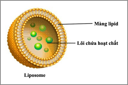 Cấu trúc hạt Liposome