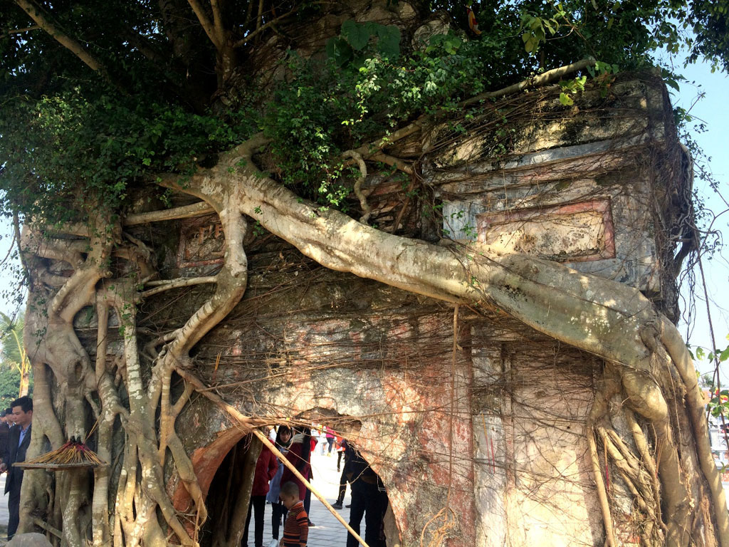Một cây cổ thụ mọc trên cổng tam quan cũ, rễ cây ôm trọn phần cổng
