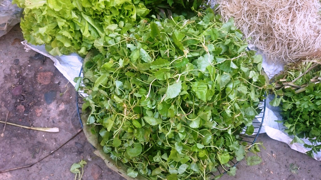 Rau má, loại rau được cho là “bèo bọt” thì nay đang giữ giá 75.000 đồng/kg - Ảnh: Nguyễn Phúc