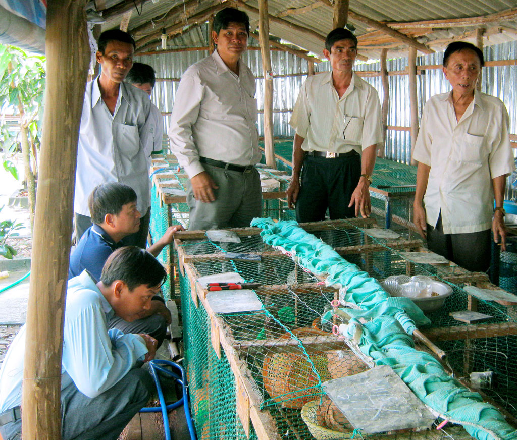 Nhiều người đến học hỏi kinh nghiệm nuôi bồ câu của ông Tần (bìa phải) - Ảnh: Trần Thanh Phong