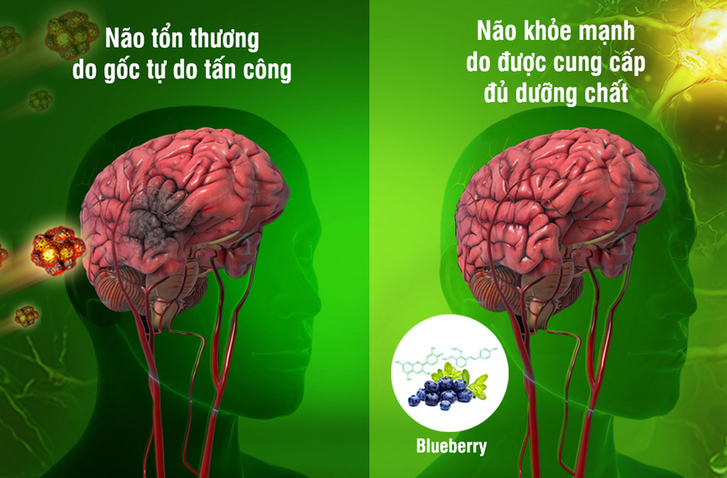 Tinh chất thiên nhiên từ Blueberry có trong OTiV giúp chống gốc tự do, cải thiện đau đầu, đau nửa đầu.
