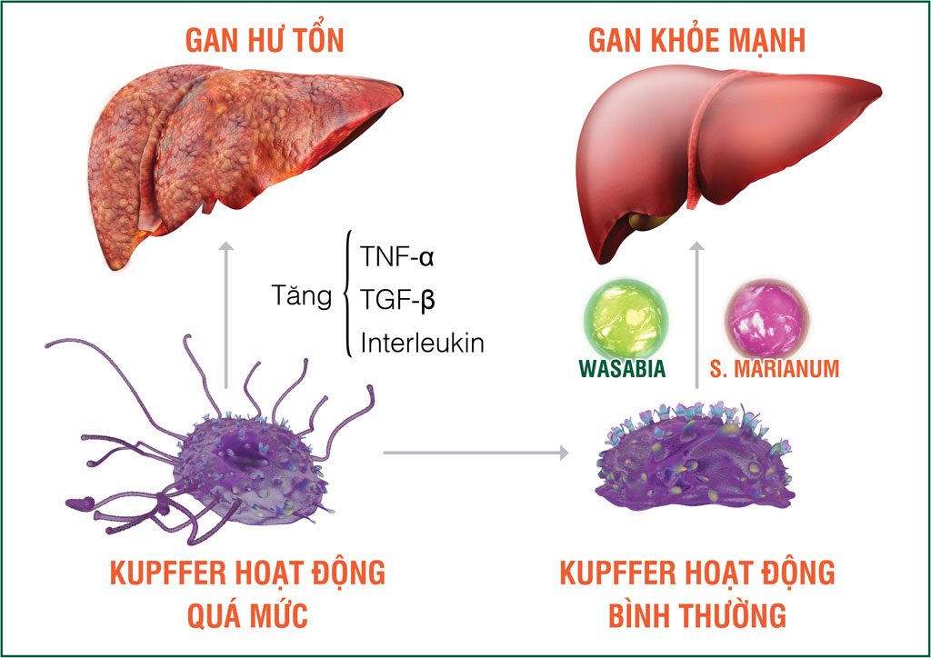 Tinh chất Wasabia và S. Marianum (có trong HEWEL) giúp kiểm soát hoạt động tế bào Kupffer, chủ động chống độc, bảo vệ gan từ gốc Ảnh: T.K.Khánh