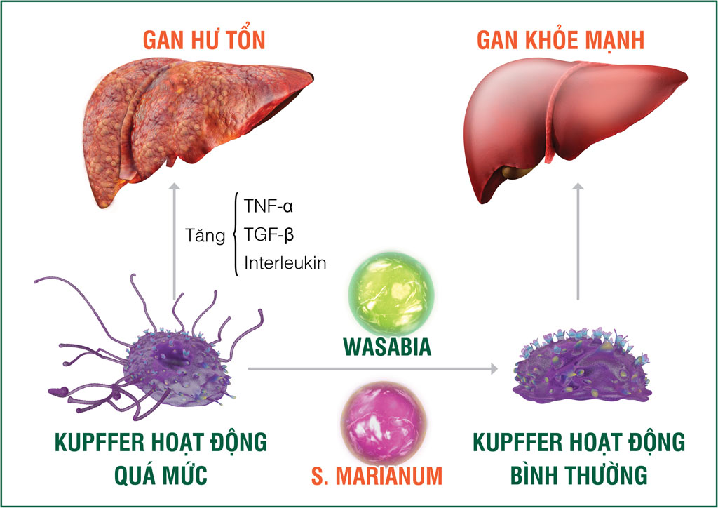 Tinh chất Wasabia và S.Marianum có trong HEWEL kiểm soát trúng đích tế bào Kupffer, chủ động chống độc, bảo vệ gan từ gốc, ngăn ngừa và cải thiện hiệu quả nhiều bệnh lý gan