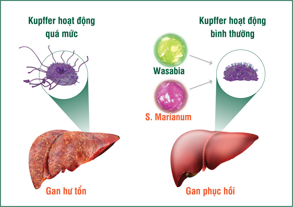 Tinh chất Wasabia và S.Marianum (có trong HEWEL) giúp kiểm soát tế bào Kupffer, phòng trị hiệu quả viêm gan và nhiều bệnh lý gan từ gốc ẢNH: T.K.K