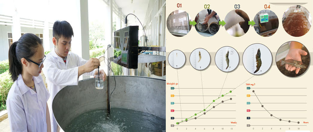 Với giải pháp “Hệ thống nuôi tôm sạch không thay nước”, sinh viên ĐH Duy Tân đã giải quyết được những vấn đề nan giải thường gặp phải trong suốt quá trình nuôi tôm.