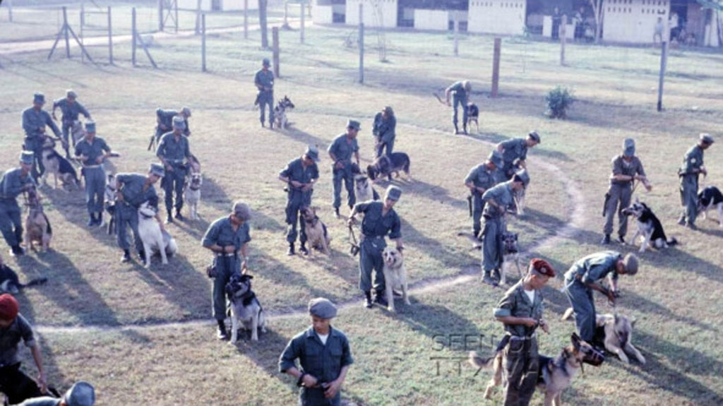 Thời chiến tranh, quân đội Mỹ sử dụng chó huấn luyện ở khu vực phục vụ kế hoạch xâm lược trên toàn Đông Dương - ảnh: S.T