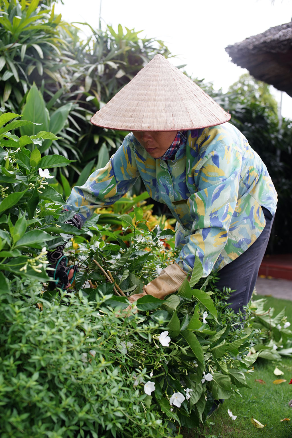 Chị Bùi Thị Hà - một trong những nhân viên chăm sóc cây bụi khu vực cảnh quan hồ bơi số 1. 