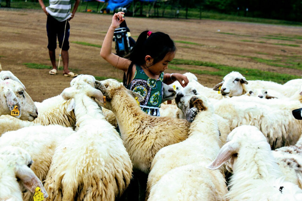  Những cô cậu bé nhỏ thích thú khi được hòa mình trong bầy cừu ẢNH: TẤN HIỆP