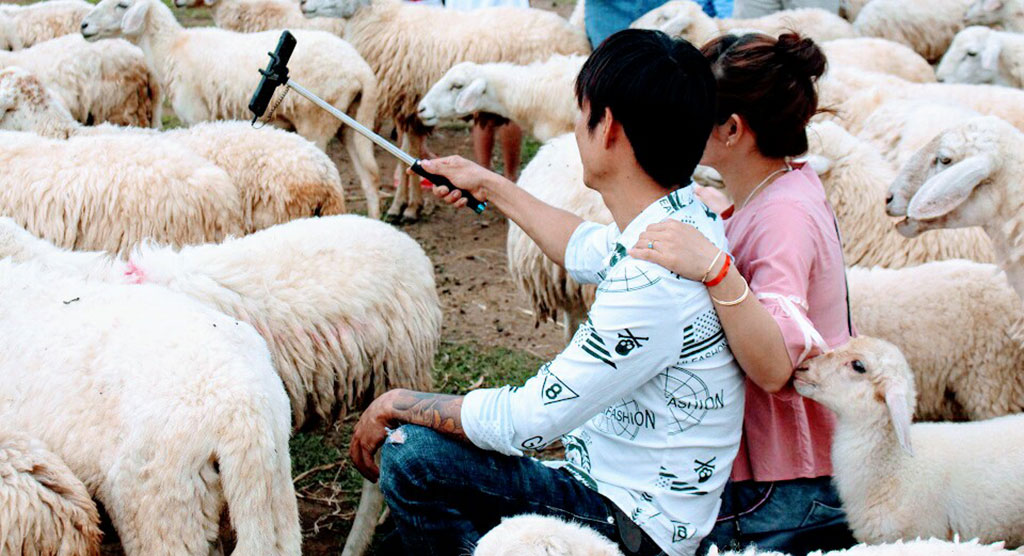 Về đồi cừu Suối Nghệ lưu giữ thanh xuân ẢNH: TẤN HIỆP