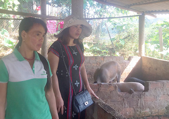 Chủ tịch Hội phụ nữ xã A Bung (bên phải) thăm trại lợn chị Hộp ẢNH: LÊ QUÝ