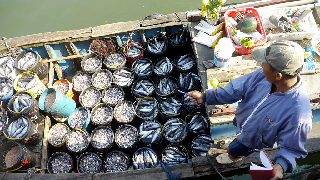  Nhiều tàu đánh bắt ven bờ của ngư dân Bình Định trúng đậm cá cơm, cá ồ ẢNH: HOÀNG TRỌNG
