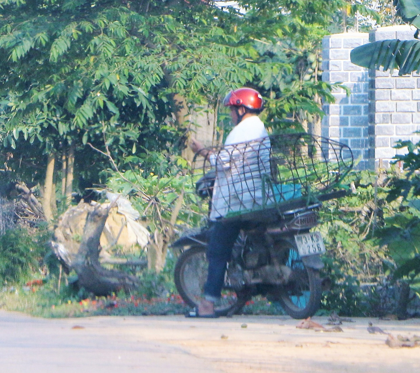 Trong thời điểm có dịch, việc mua bán lợn tại Vạn Ninh chở đi vẫn nhộn nhịp