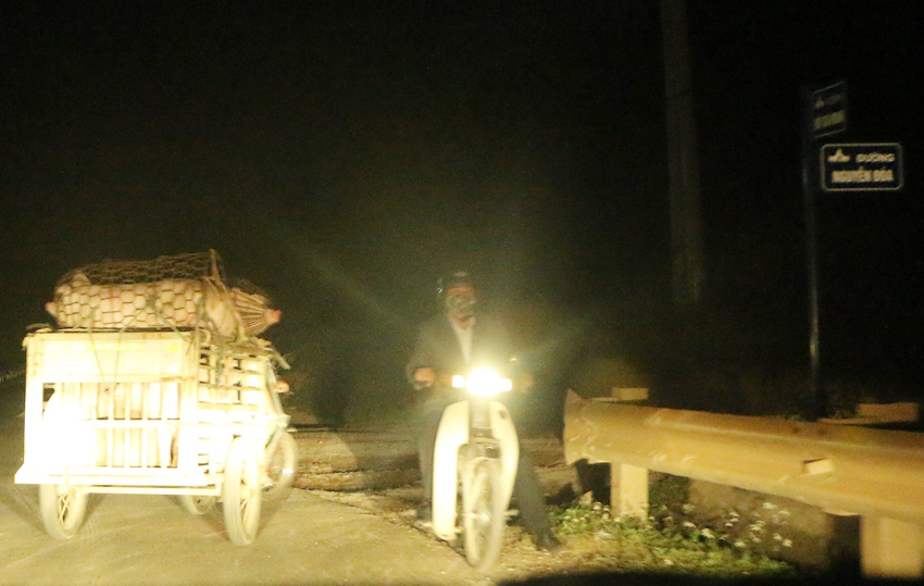 Xe kéo chất đầy lợn từ vùng dịch về TP.Đồng Hới trong đêm