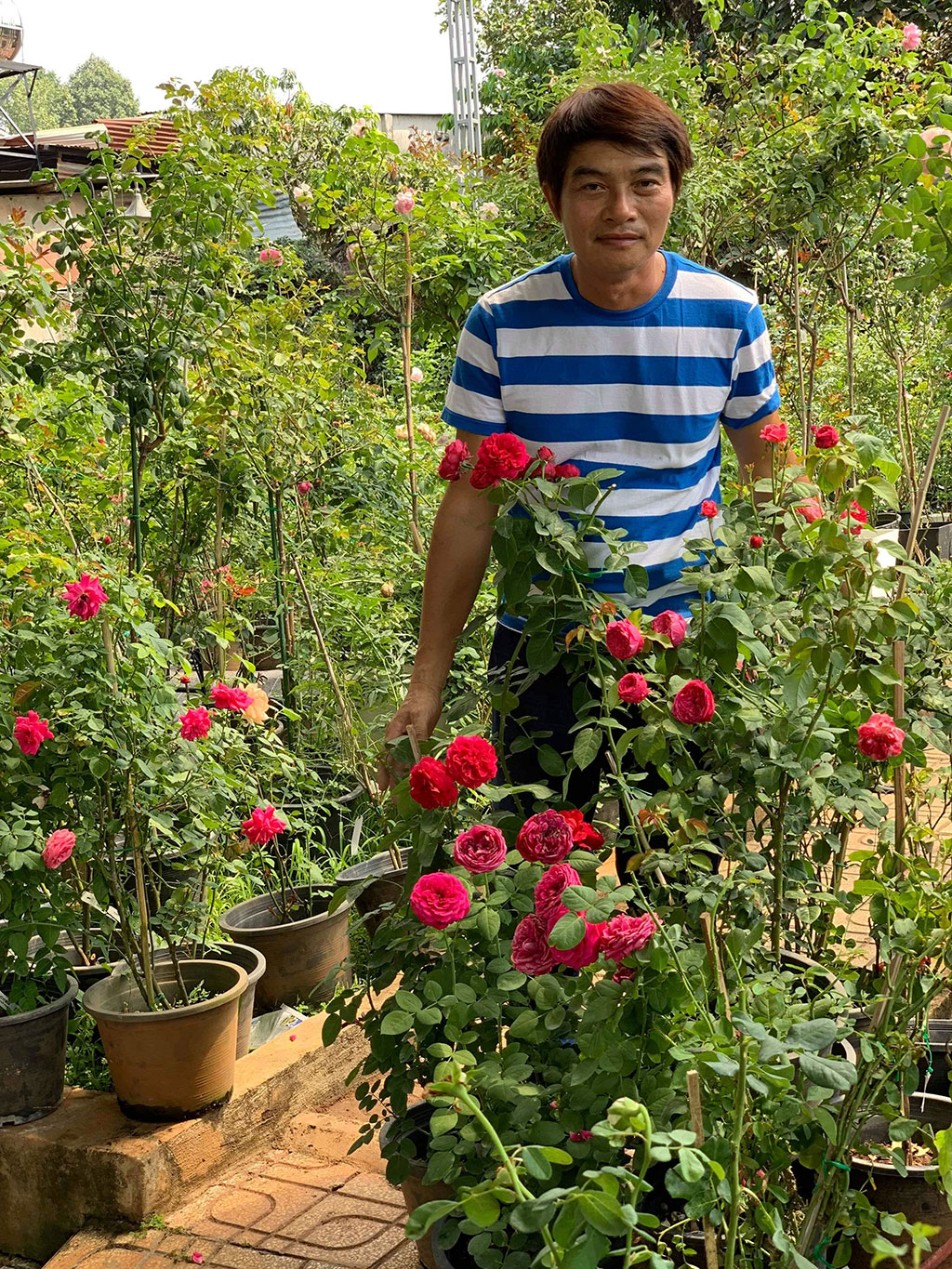 Đỗ Ngọc Hướng trong trang trại hoa hồng của mình Ảnh: Quang Viên