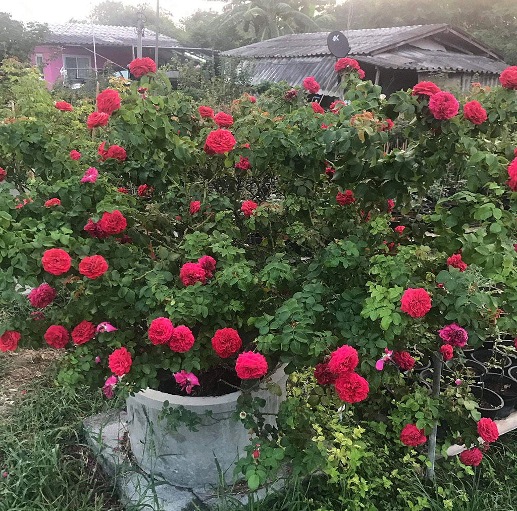 Chậu hoa hồng ngoại Red leonardo da vinci trị giá 30 triệu của Ngọc Hướng Ảnh: Quang Viên