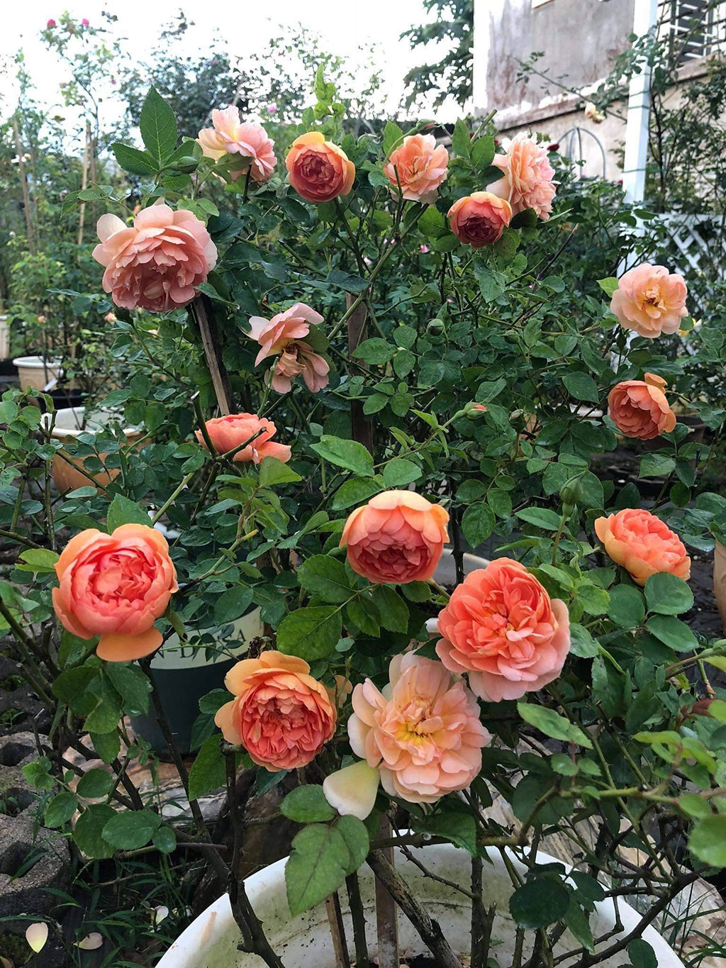 Có nhiều giống hoa hồng nhập khẩu trong vườn hoa hồng Ngọc Hướng Ảnh: Quang Viên
