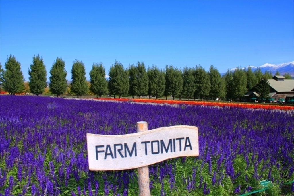Cánh đồng hoa oải hương tại nông trại Tomita. 