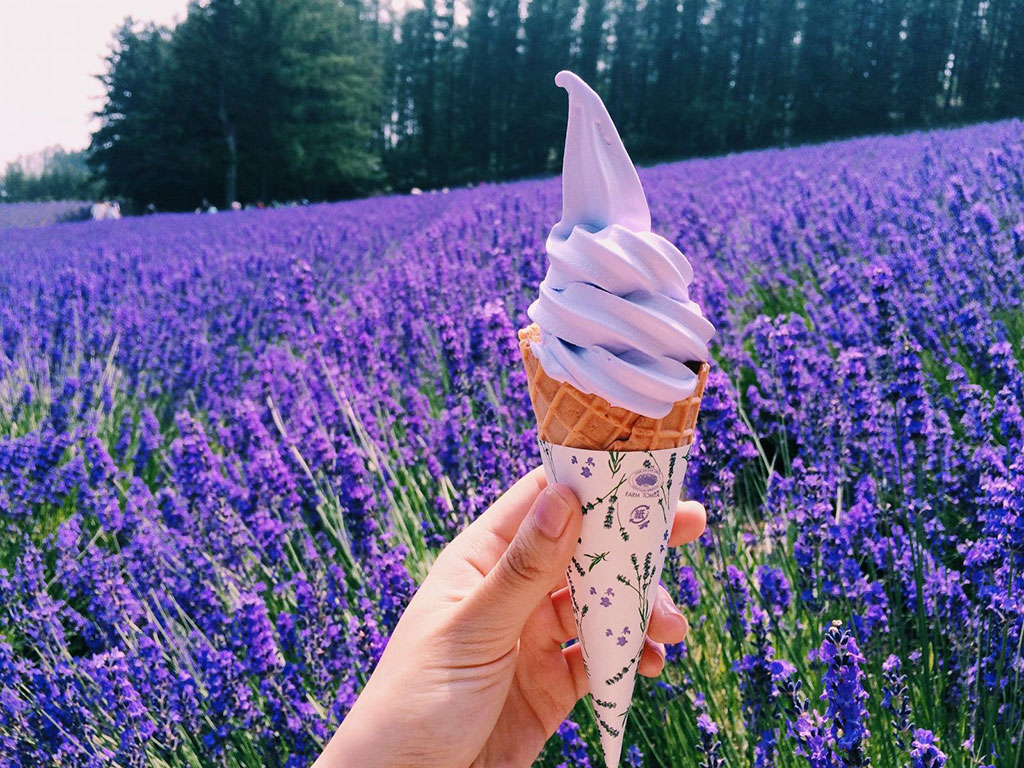 Tải hình ảnh hoa lavender đẹp nhất AmiA | Tải hình ảnh hoa l… | Flickr