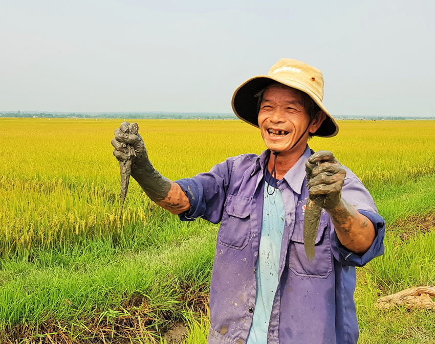 Niềm vui của nông dân trồng lúa hữu cơ Vĩnh Linh khi năng suất cao lại… bắt được nhiều cá ẢNH: NGUYỄN PHÚC