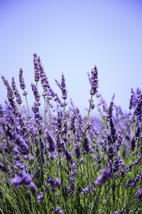 Du lịch Nhật Bản trải nghiệm trang trại trồng Lavender tại khu vực tỉnh Furano. 