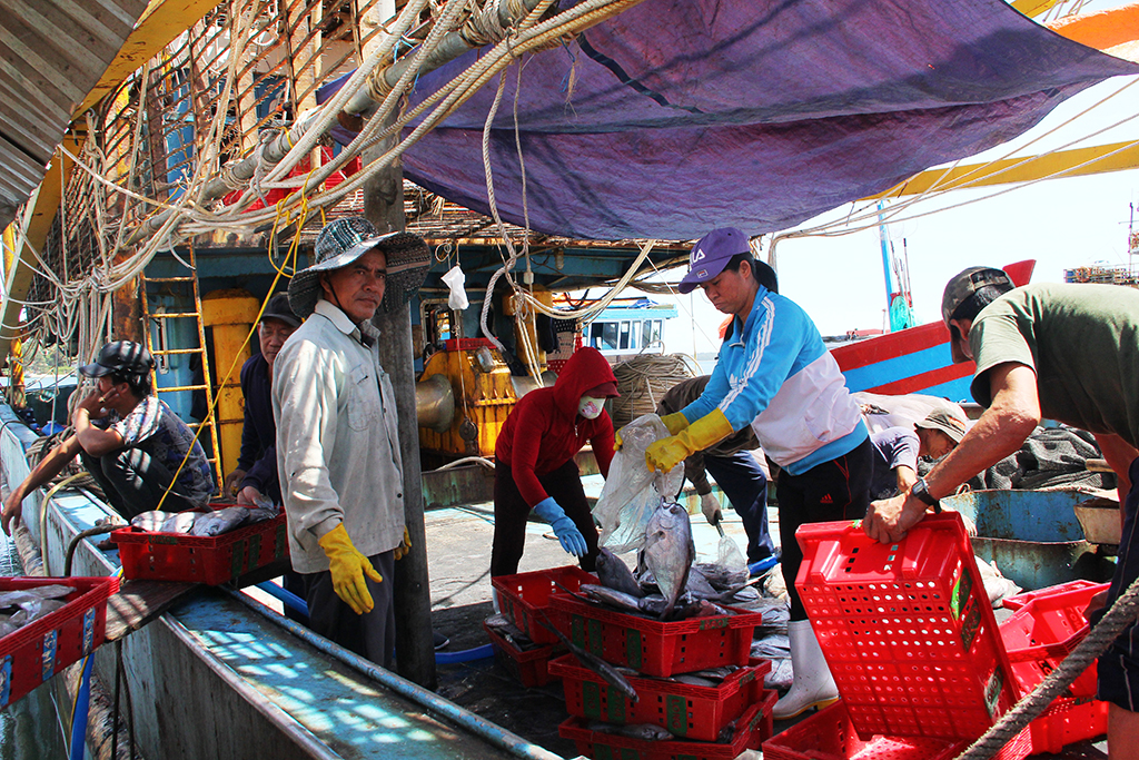 Ngư dân Quảng Nam trở về sau chuyến biển ở Hoàng Sa với đầy ắp cá