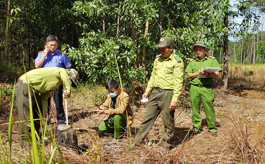Cơ quan chức năng kiểm nghiệm rừng thông bị cưa hạ chôn phi tang tại TK 438a