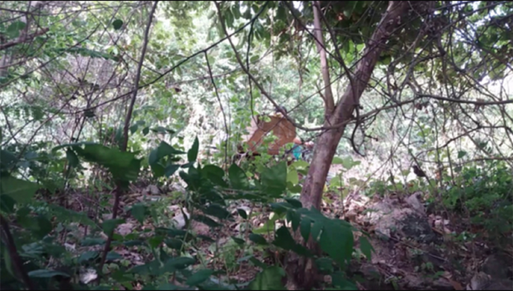Một chiếc xe chở gỗ từ trong rừng ra mà phóng viên ghi lại được.