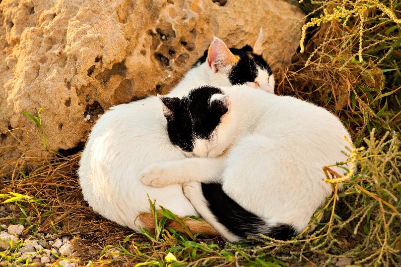 Dù là mèo nhà hay mèo hoang ở Nhật đều được chăm sóc rất kỹ lưỡng. 
