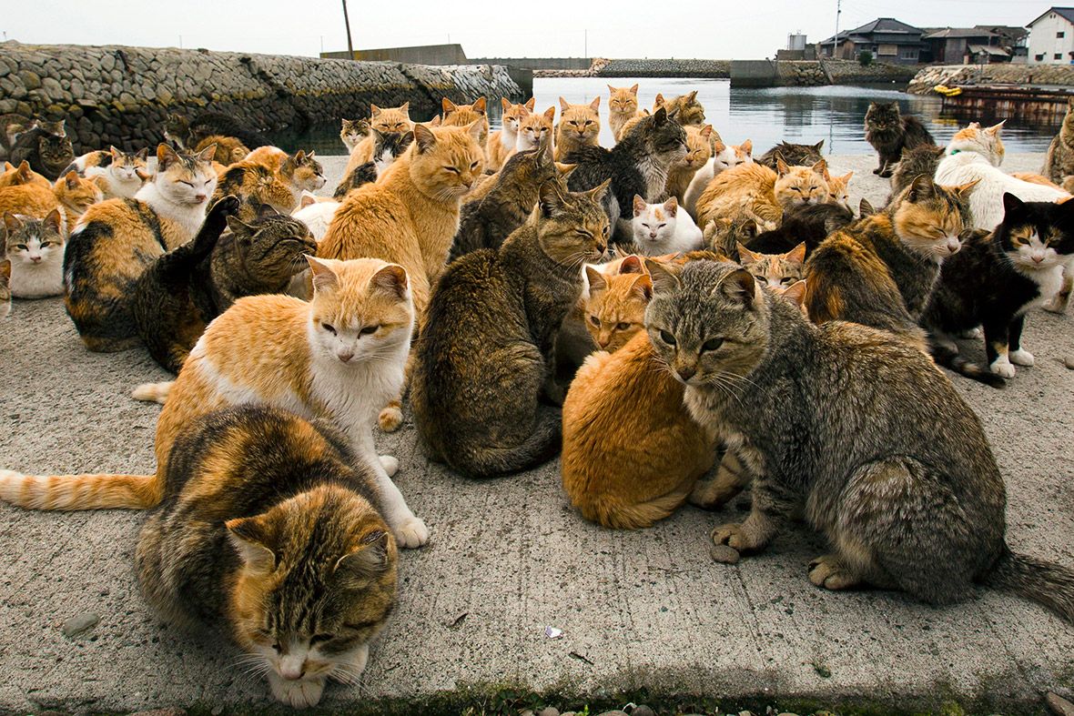 Từ những con mèo đầu tiên được đem lên đảo để bắt chuột nay số mèo tại đảo đã tăng lên 120 con.