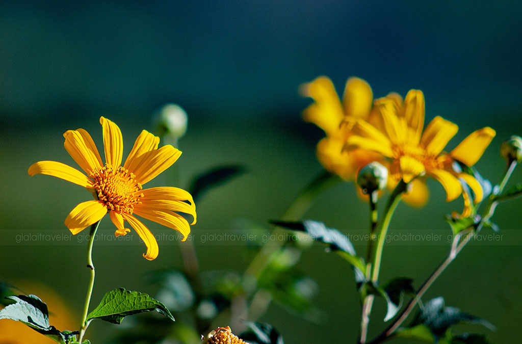  Dã quỳ còn được gọi là hướng dương dại bởi nó cũng tìm hướng mặt trời mà sinh trưởng. Mỗi bông hoa hấp thụ từng giọt nắng để đến khi bung nở cứ ngỡ mặt trời.