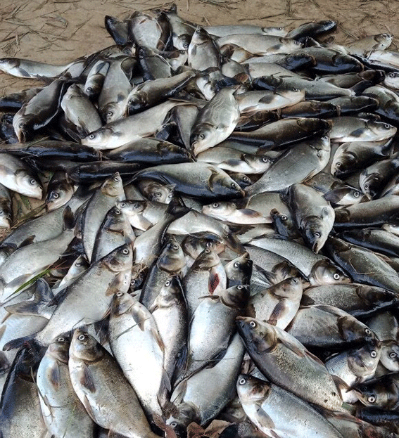 Cá nuôi chết hàng loạt, người dân vớt bán cho… heo ăn Ảnh: ĐÌNH TOÀN 