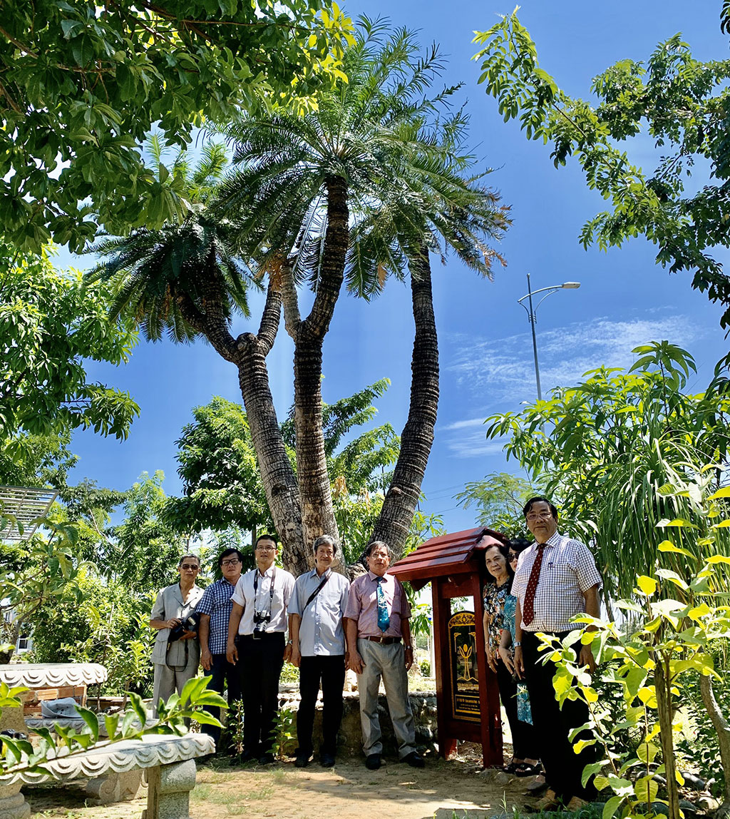 Cây thiên tuế đang trồng tại Lô.23L.K46, Khu đô thị Mỹ Gia, xã Vĩnh Thái, TP.Nha Trang Ảnh: Công Thi