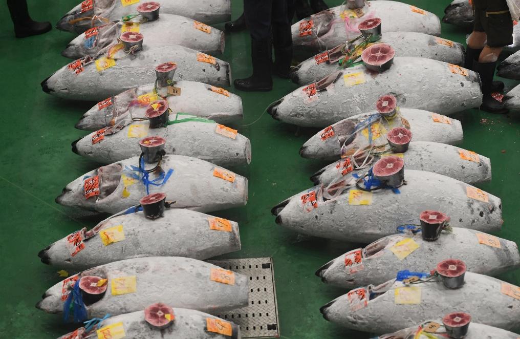 Những con cá ngừ tươi ngon nhất trong ngày đều tập trung về chợ Ảnh: Toshifumi Kitamura/ Getty Images