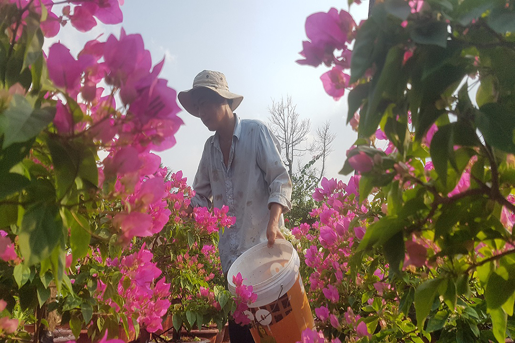 Nhiều hộ dân tại làng hoa Cái Mơn, tỉnh Bến Tre cho biết thời tiết nắng hiện nay là khá tốt để cây hoa giấy phát triển ổn định Ảnh: Tấn Đạt