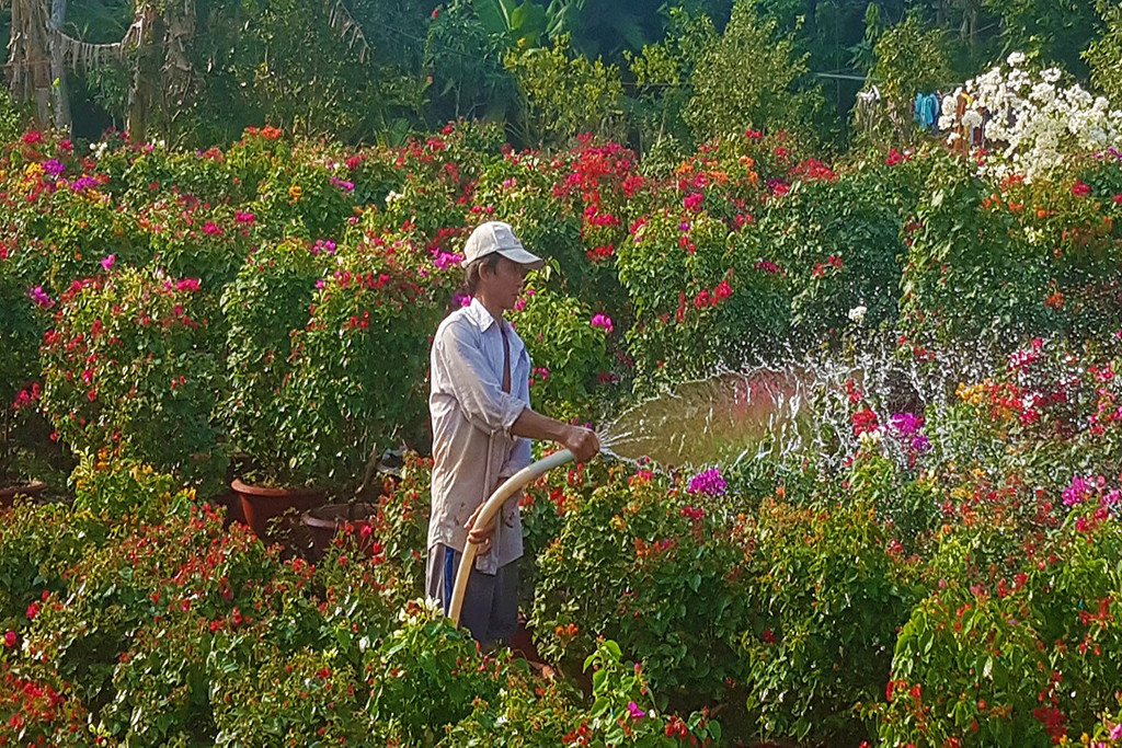Anh Phạm Văn Vũ, 42 tuổi cho biết người dân ở làng hoa Cái Mơn, tỉnh Bến Tre chọn hoa giấy để kinh doanh vì nó dễ trồng và có thu nhập ổn định Ảnh: Tấn Đạt