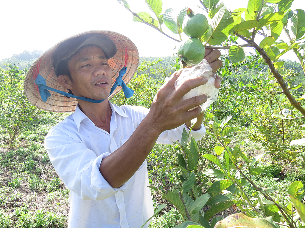 Anh Sư chăm sóc ổi