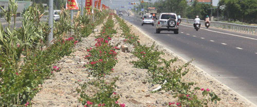 Có khoảng 3.000 cây hoa giấy bị mất trộm  Ảnh: Hoàng Trọng