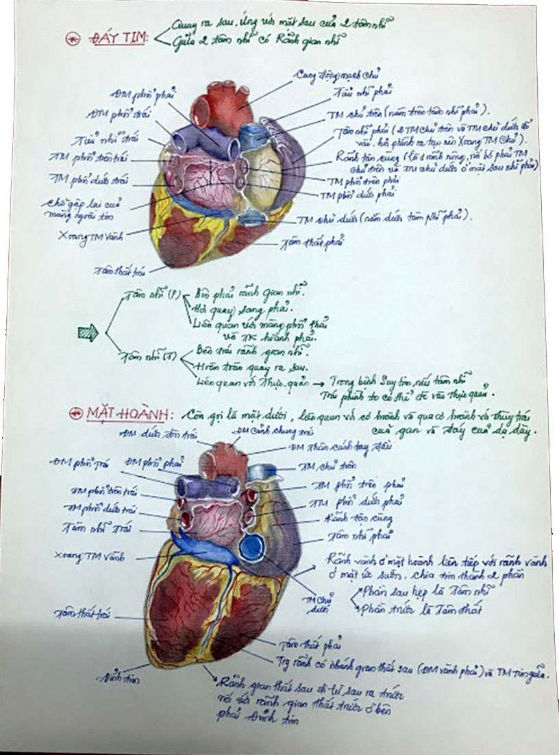 Vẽ giải phẫu tim (Các bạn hãy comment... - Phạm Thế Hoàn Live | Facebook