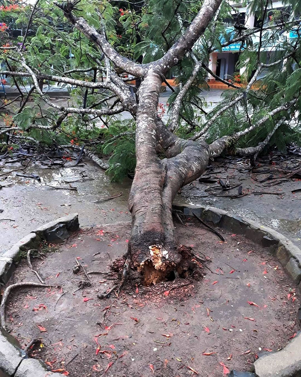 Cây phượng bị sét đánh bật gốc trong sân trường Tiểu học Nguyễn Khuyến (xã Lộc Thành, H.Bảo Lâm)