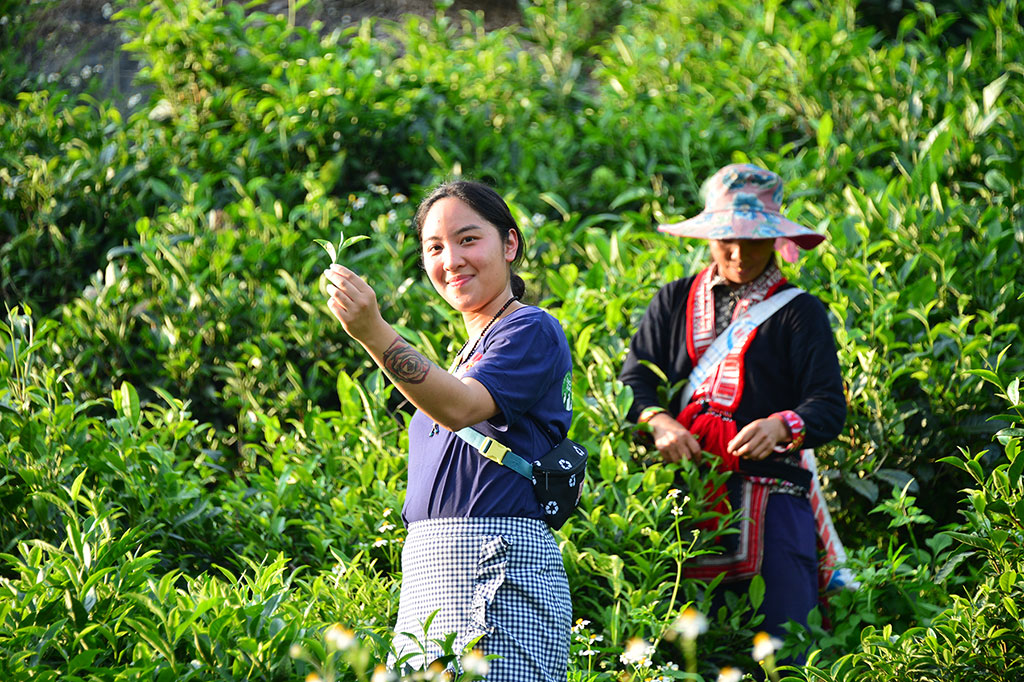 Mary Jane Hua, chuyên gia trà người Úc gốc Việt, trong chuyến khảo sát các vùng trà cổ thụ ở Việt Nam năm 2019 Ảnh: Nguyễn Đình