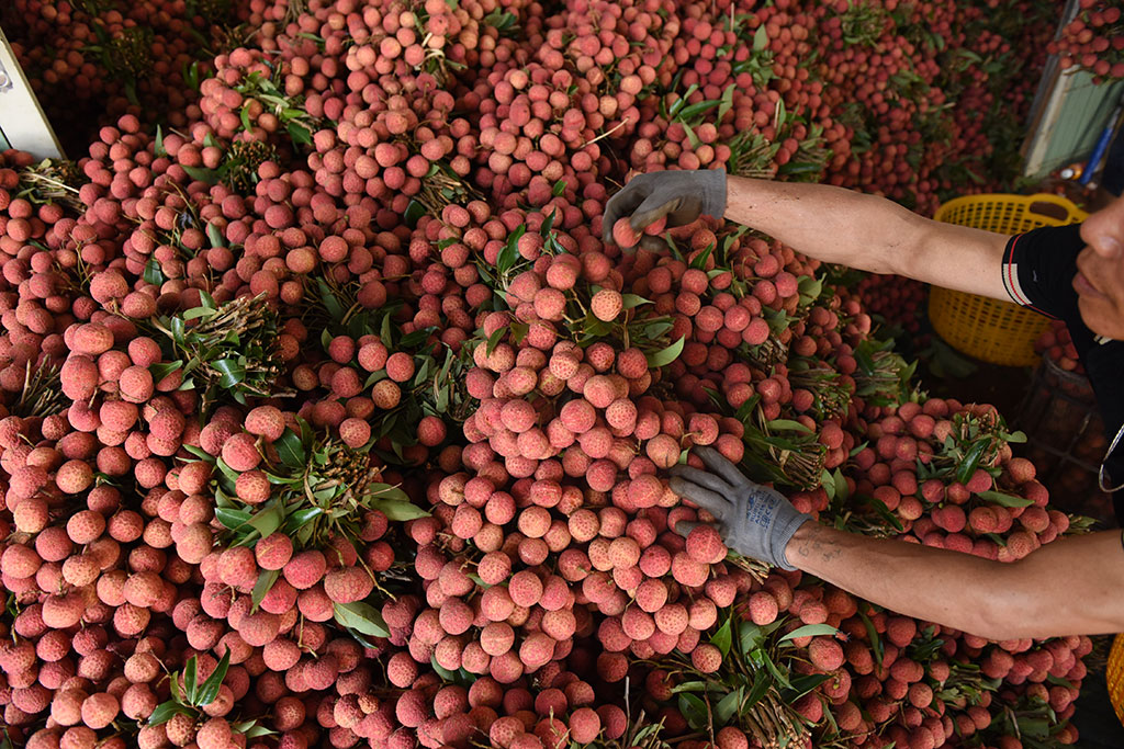 Dự kiến mùa vụ này, Bắc Giang xuất khẩu khoảng 80.000 tấn vải thiều Ảnh: Gia Hân